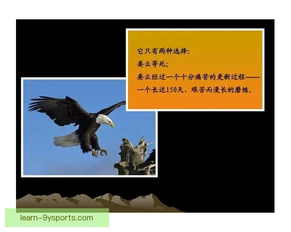 老鹰队崛起之路：从重建到争冠的蜕变与挑战